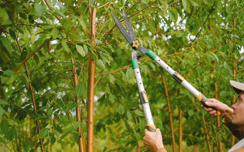 Tree trimming in Crab Orchard, NE