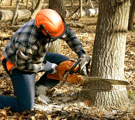 Tree Removal in Crab Orchard, NE